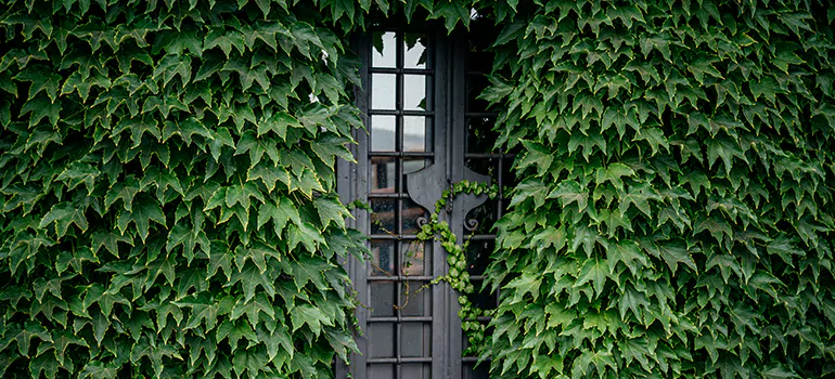 Garden Gate Repair in Milpitas, CA